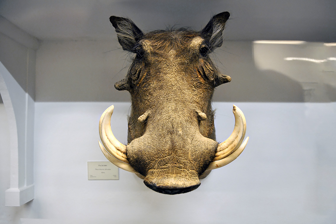 la specola zoologie 8-2017 0708