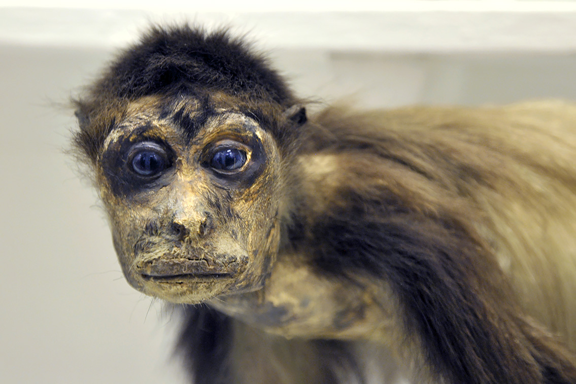 la specola zoologie 8-2017 0734