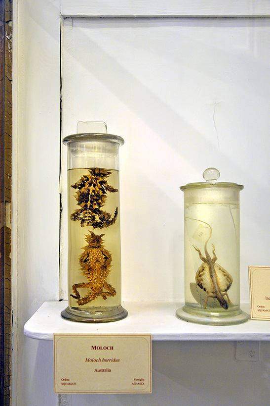 la specola zoologie 8-2017 0771