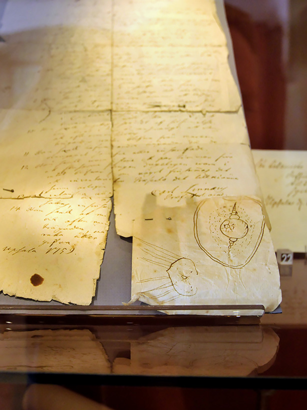 linnaeus museum uppsala 8-2015 8001