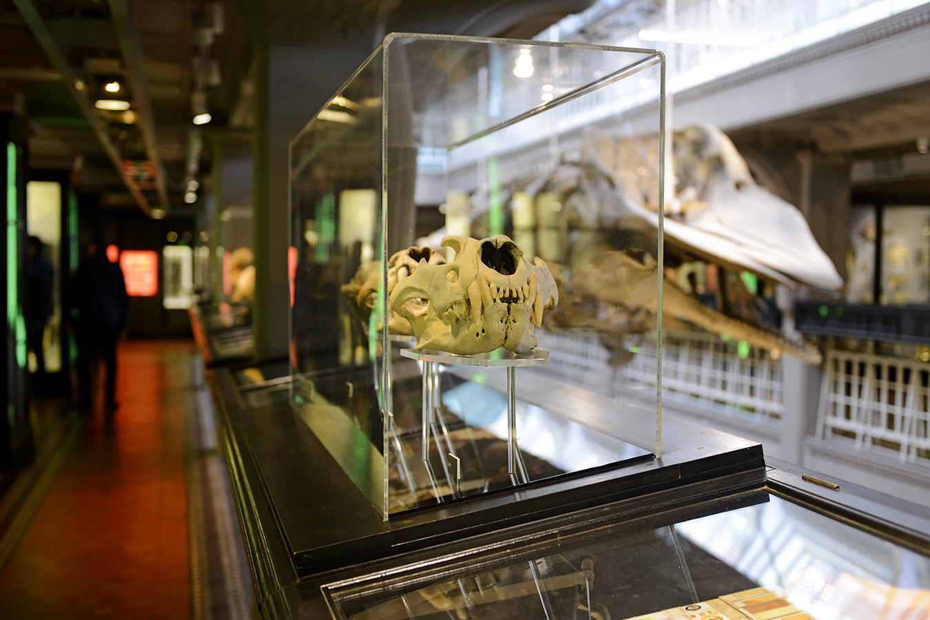 manchester museum 9-2023 8835