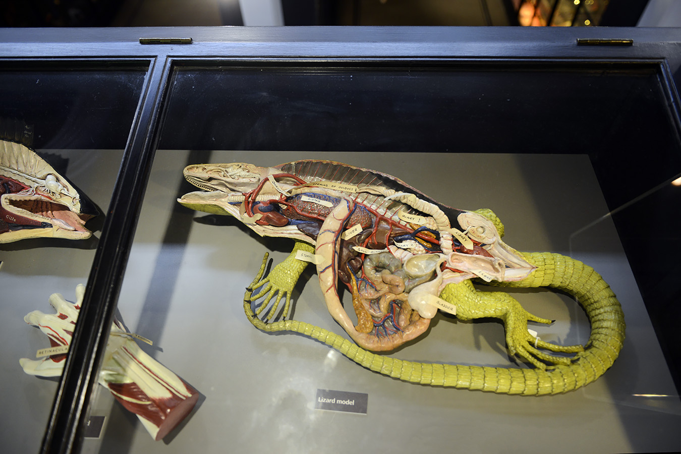 manchester museum 9-2023 8850