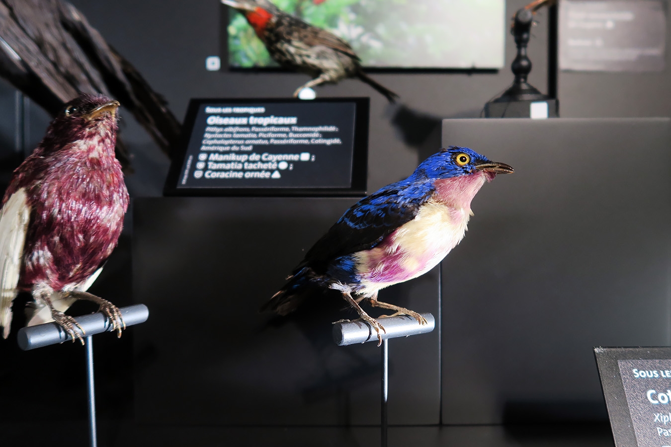 mobe orleans 8-2025 2621