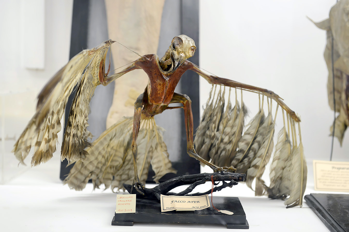 museo di anatomia comparata bologna 8-2022 4634