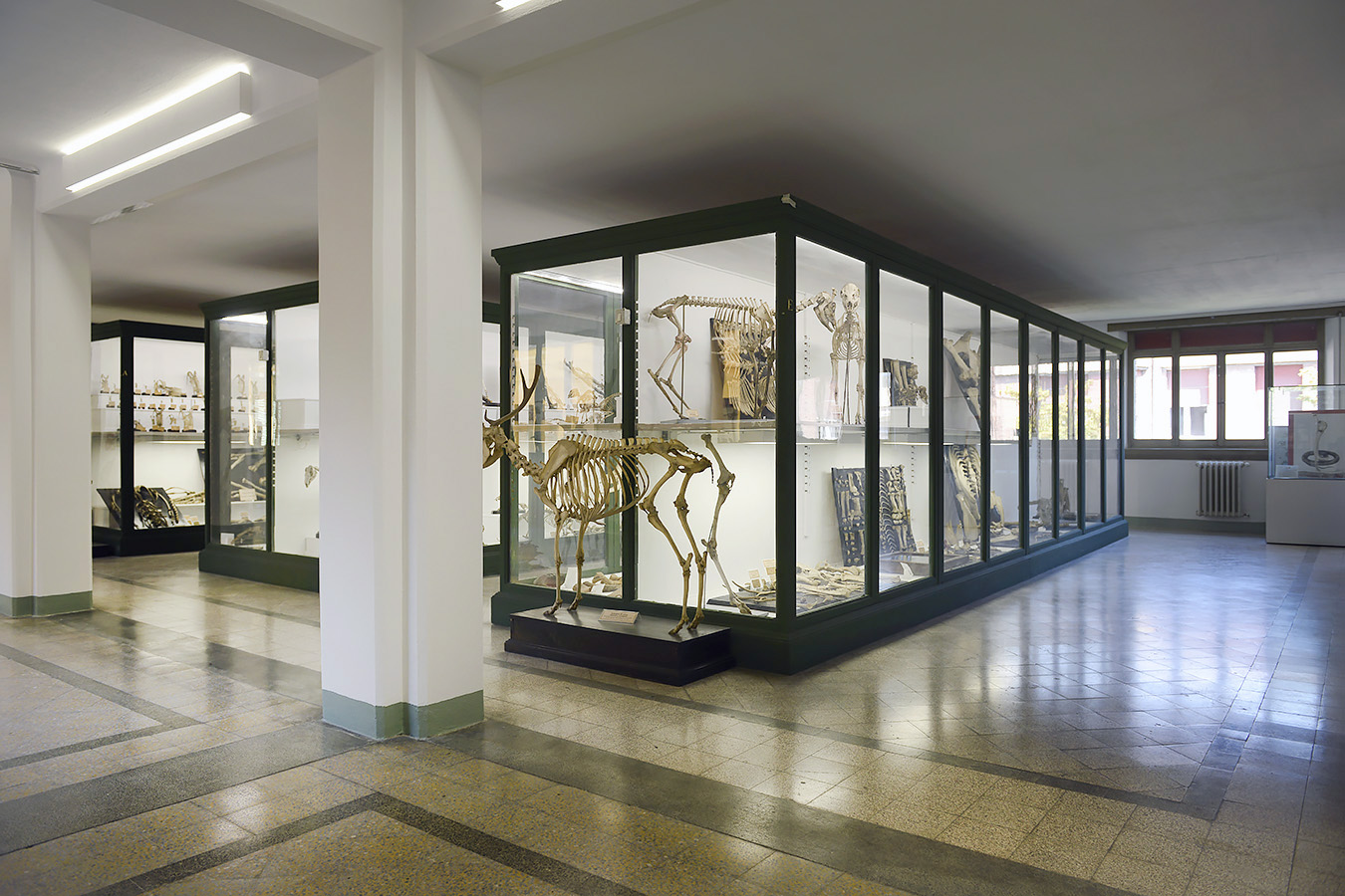 museo di anatomia comparata bologna 8-2022 4658