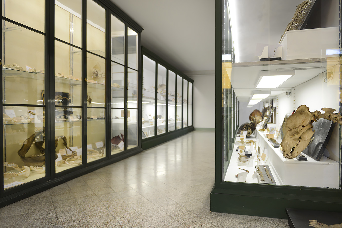 museo di anatomia comparata bologna 8-2022 4667