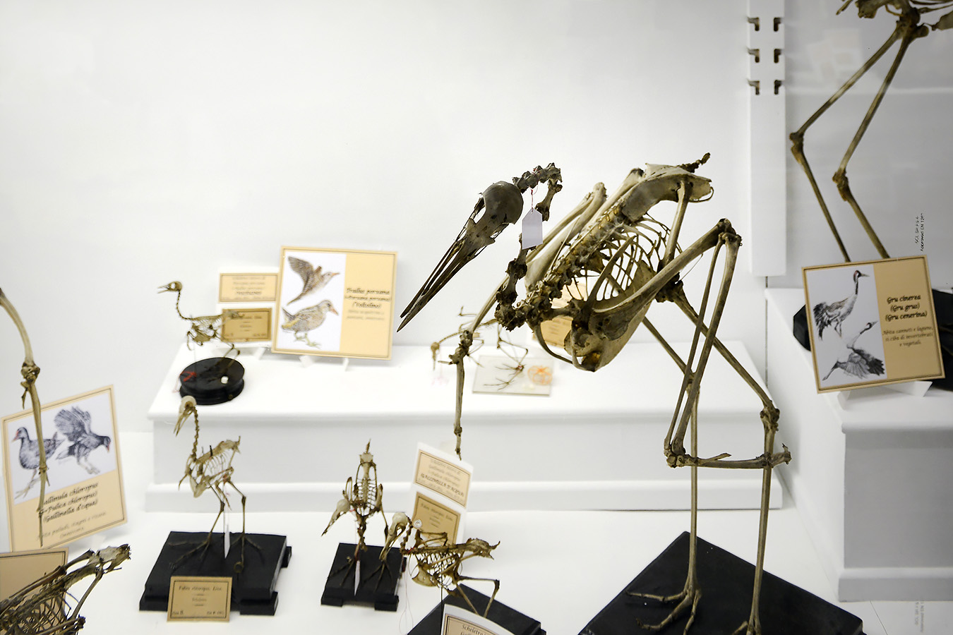 museo di anatomia comparata bologna 8-2022 4670