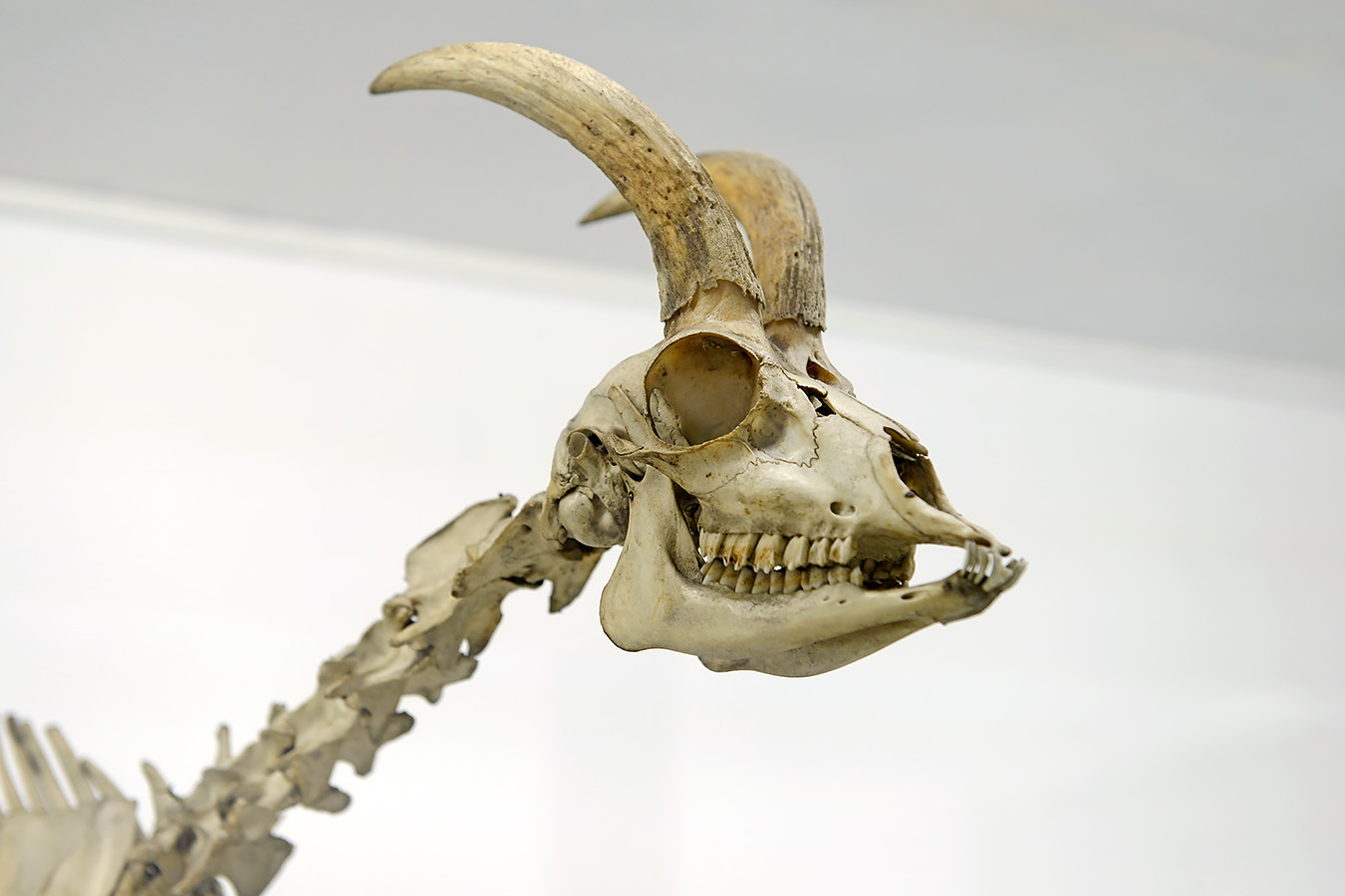 museo di anatomia comparata bologna 8-2022 4676