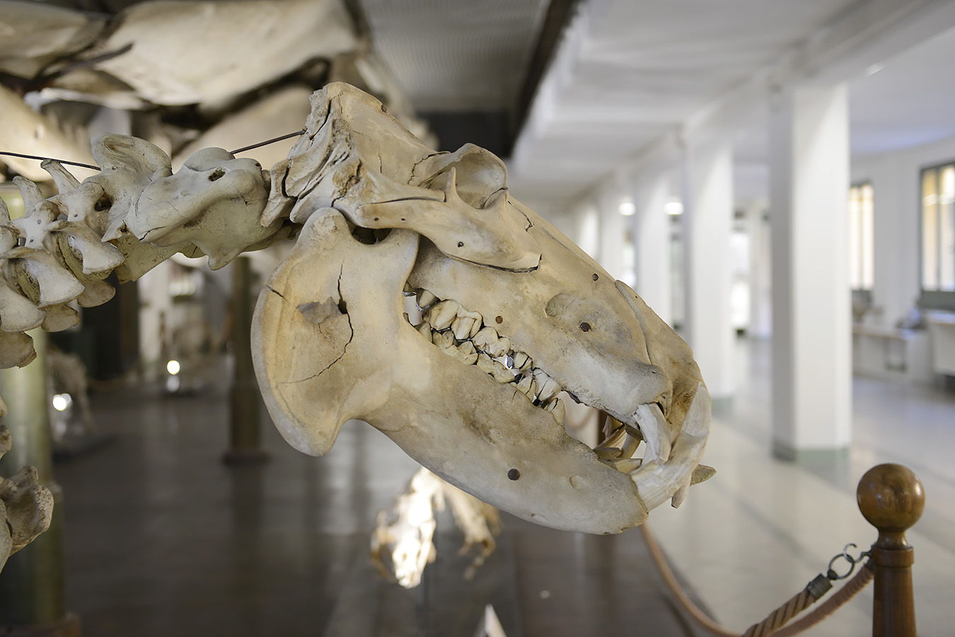 museo di anatomia comparata bologna 8-2022 4680