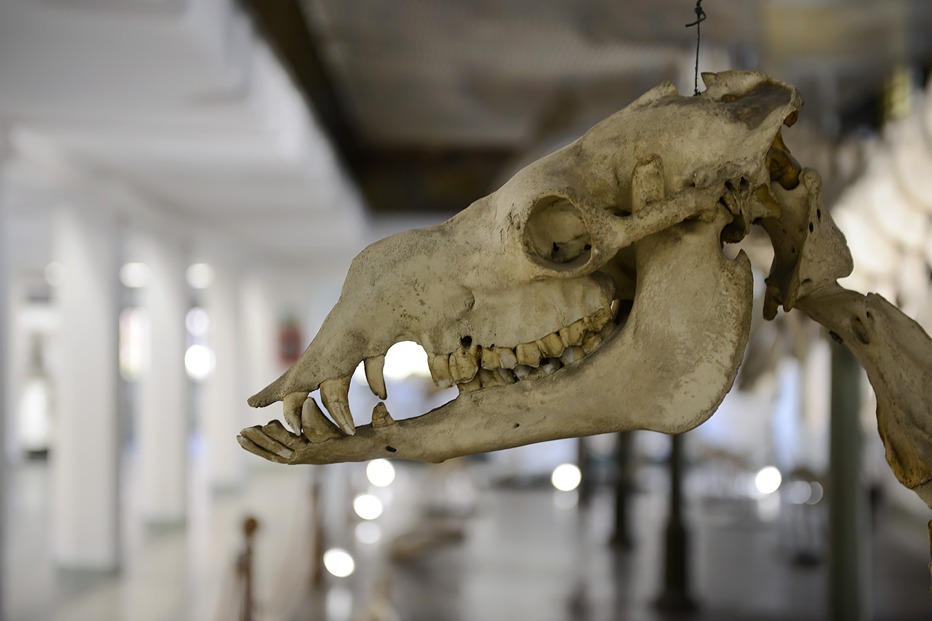 museo di anatomia comparata bologna 8-2022 4691