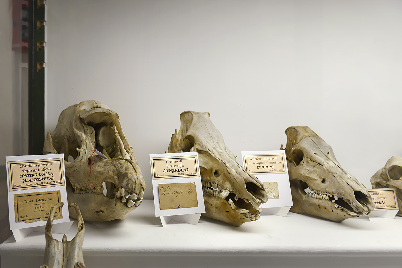 museo di anatomia comparata bologna 8-2022 4697