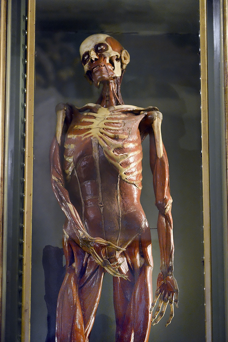 museo di anatomia umana bologna 8-2022 4728