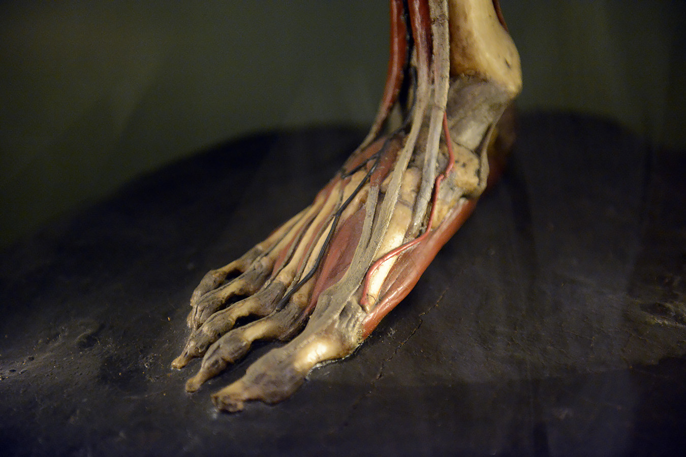 museo di anatomia umana bologna 8-2022 4788