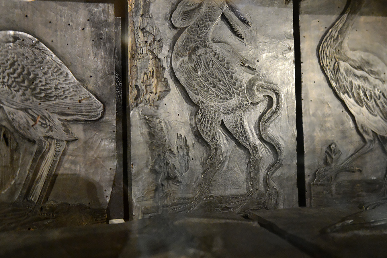 museo di storia naturale bologna 8-2022 3985