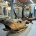 museo di storia naturale bologna 8-2022 4150