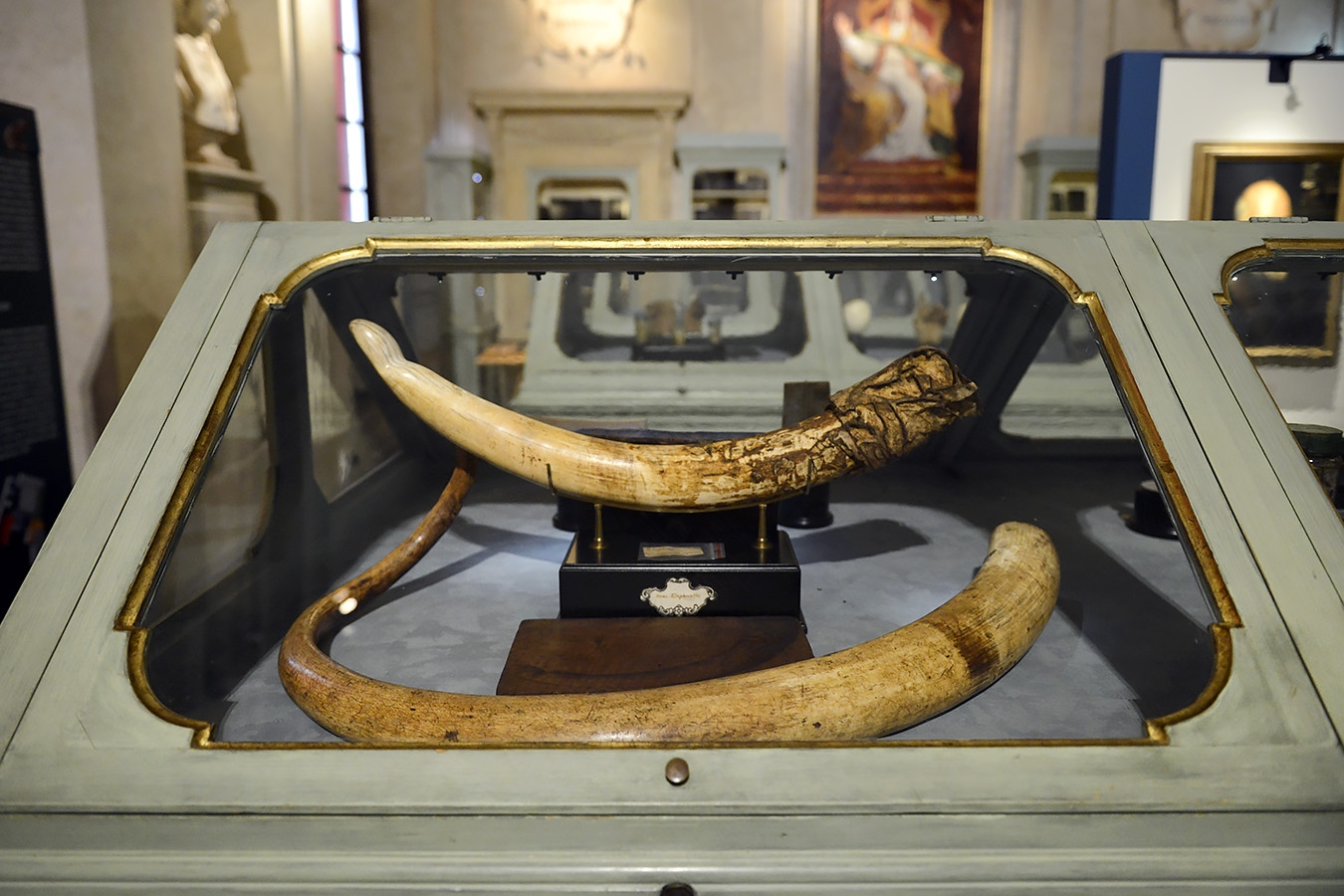 museo di storia naturale bologna 8-2022 4704