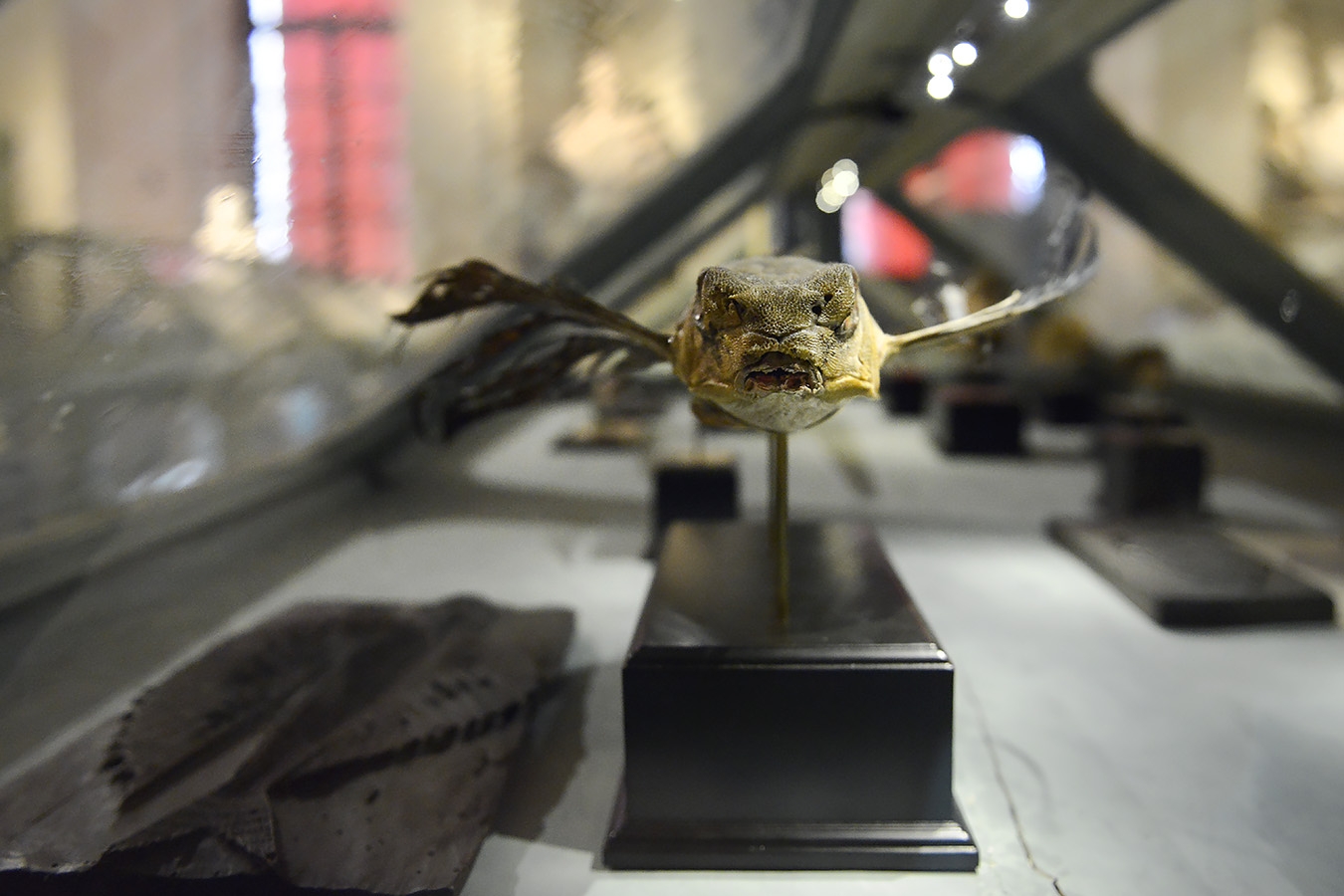 museo di storia naturale bologna 8-2022 4706