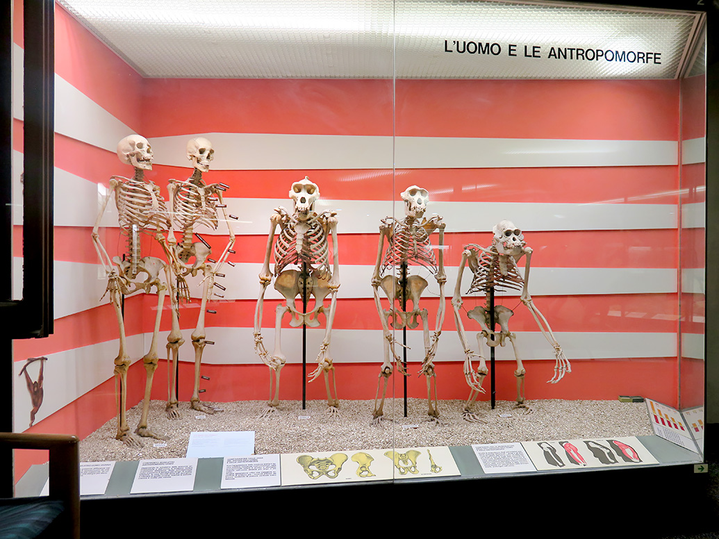 museo giacomo doria genua 7-2019 7717
