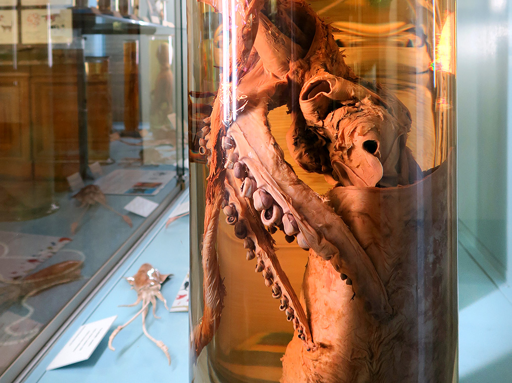 museo giacomo doria genua 7-2019 7801