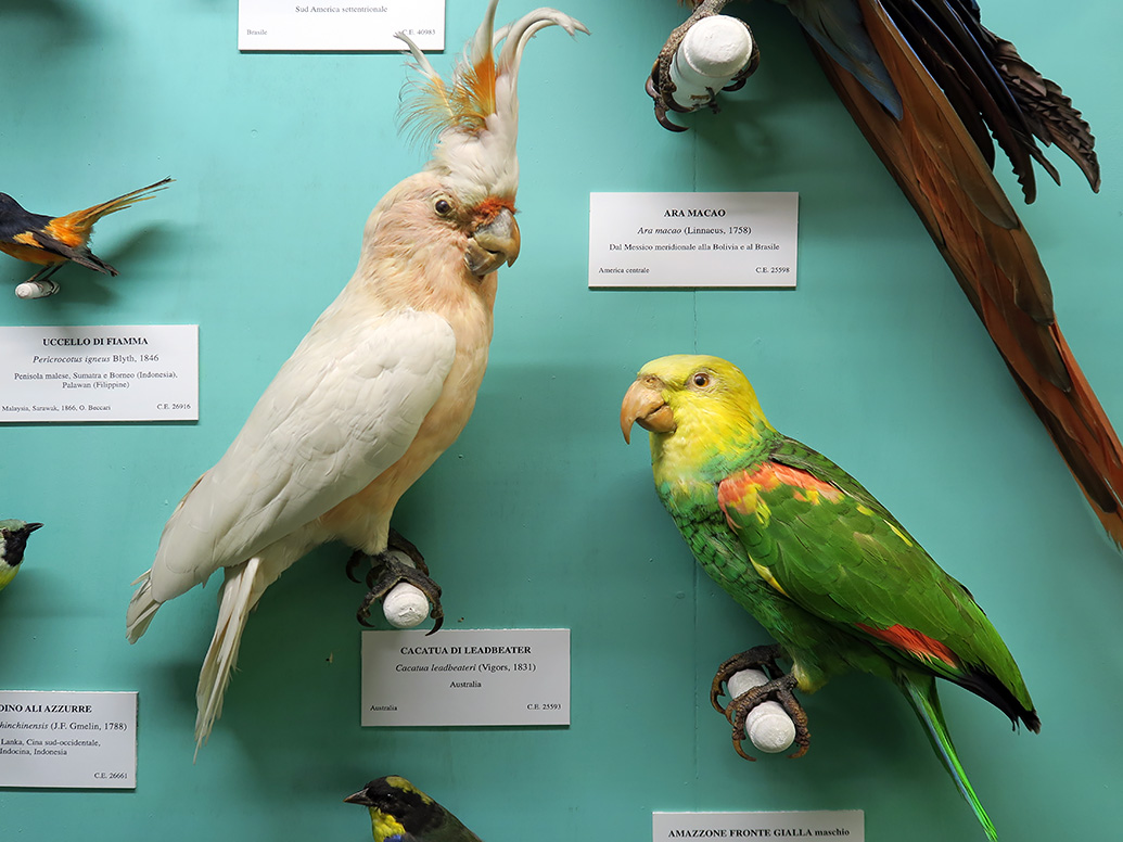 museo giacomo doria genua 7-2019 7820