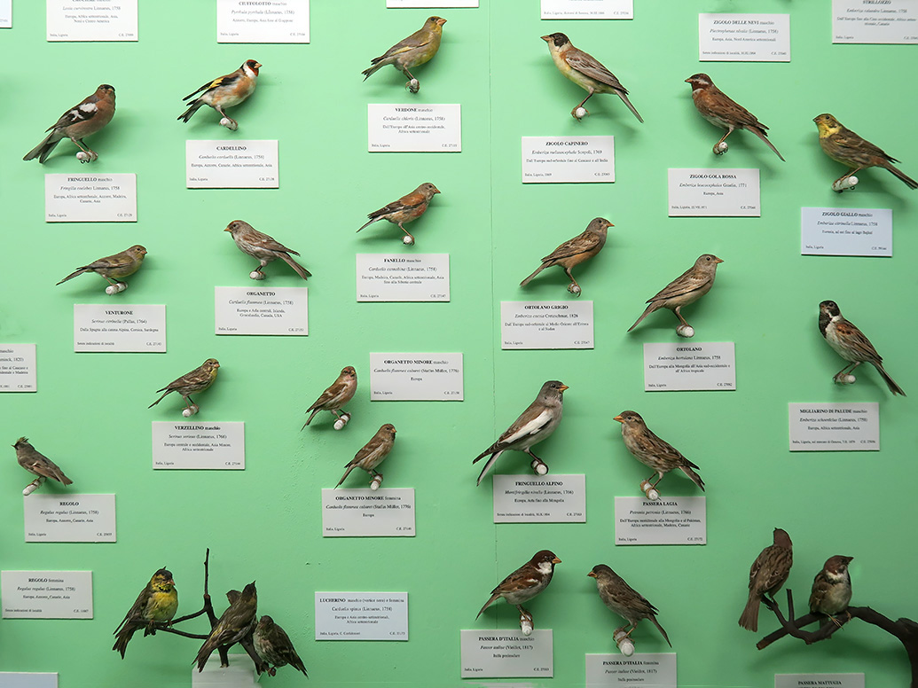 museo giacomo doria genua 7-2019 7867