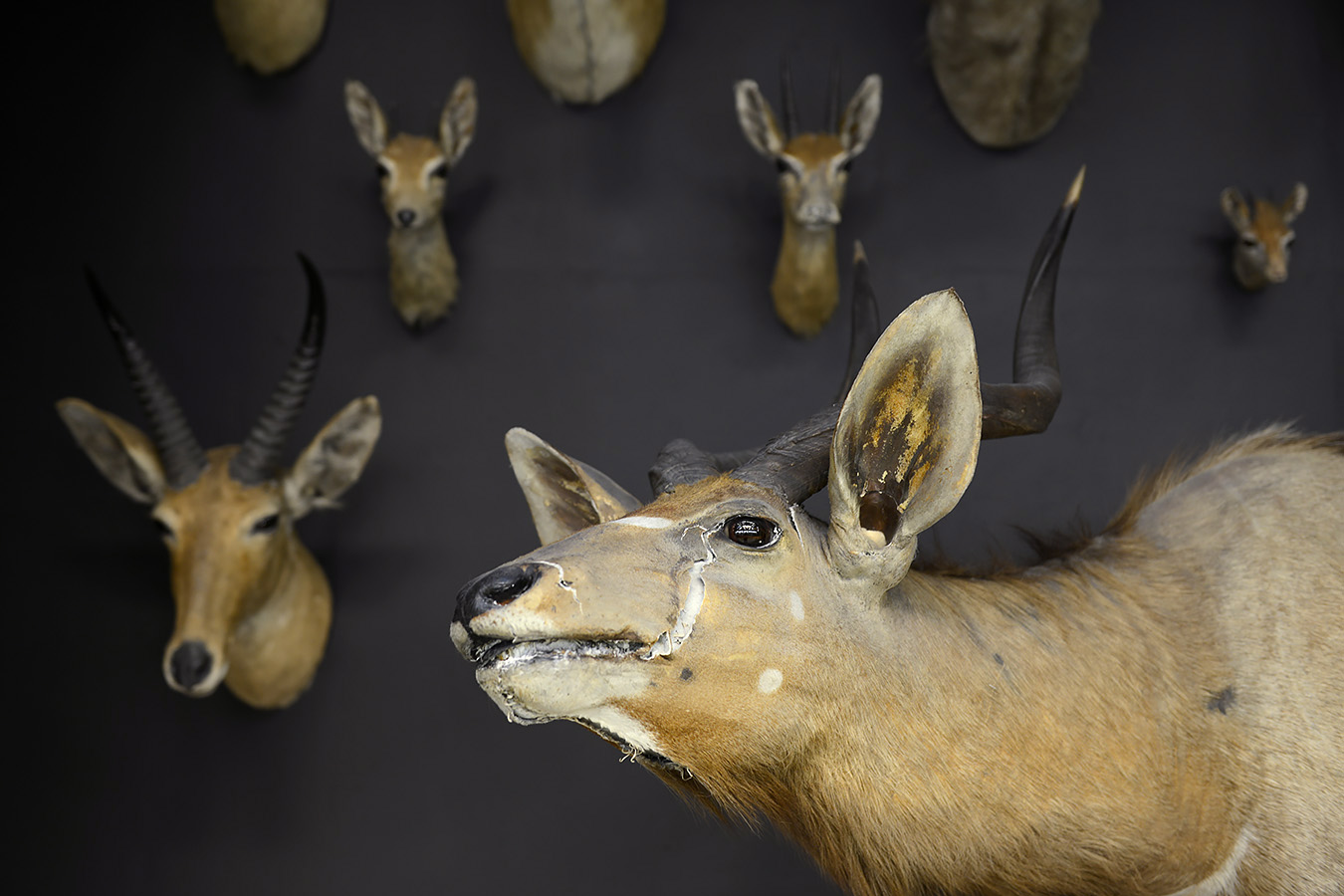 museo di zoologica bologna 8-2022 4385