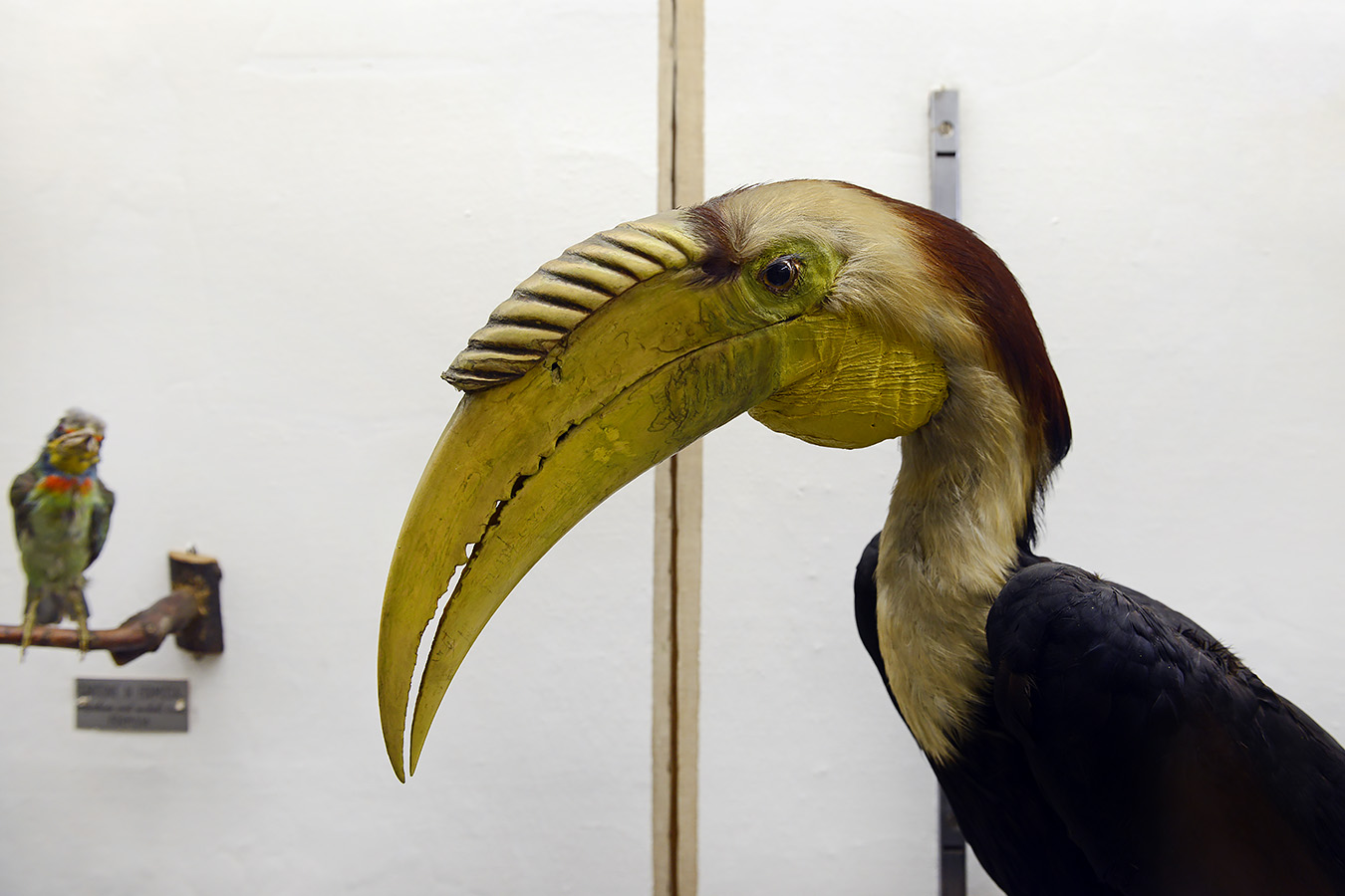 museo di zoologica bologna 8-2022 4407