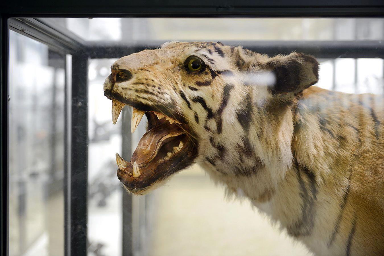 museo di zoologica bologna 8-2022 4433