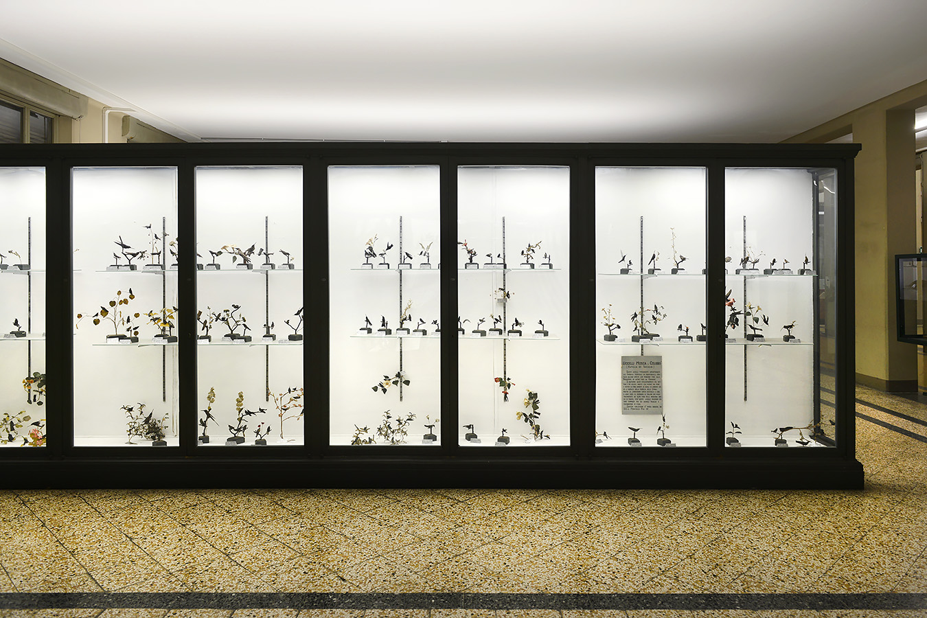 museo di zoologica bologna 8-2022 4434