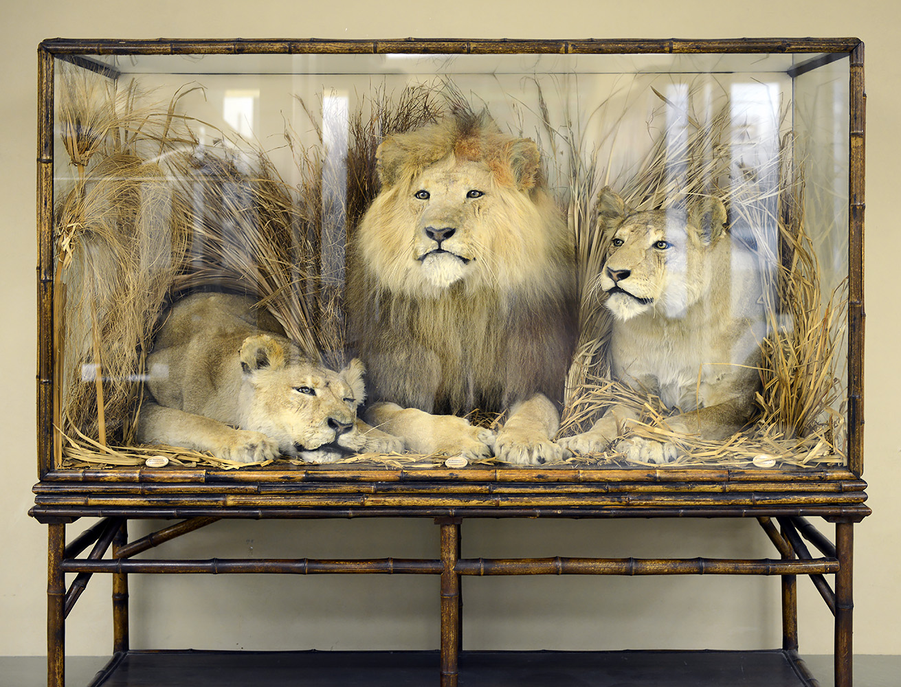 museo di zoologica bologna 8-2022 4475
