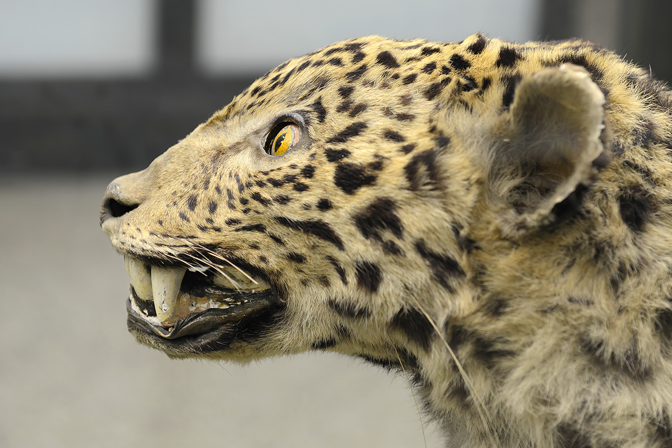 museo di zoologica bologna 8-2022 4479