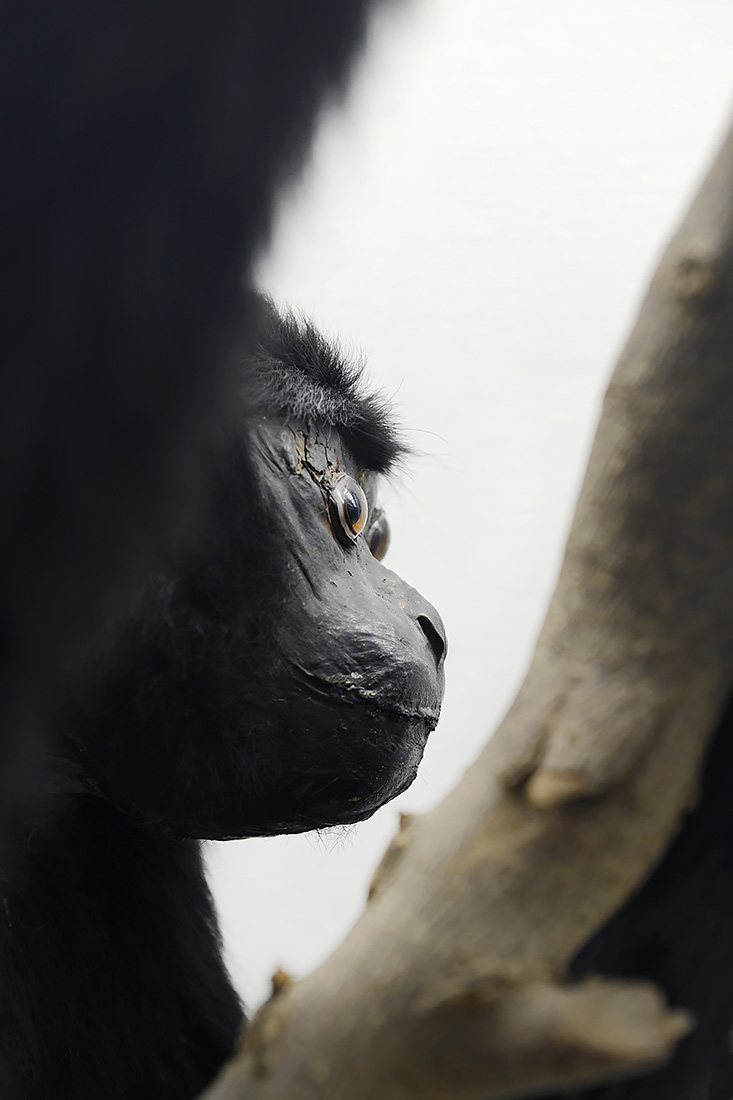museo di zoologica bologna 8-2022 4500