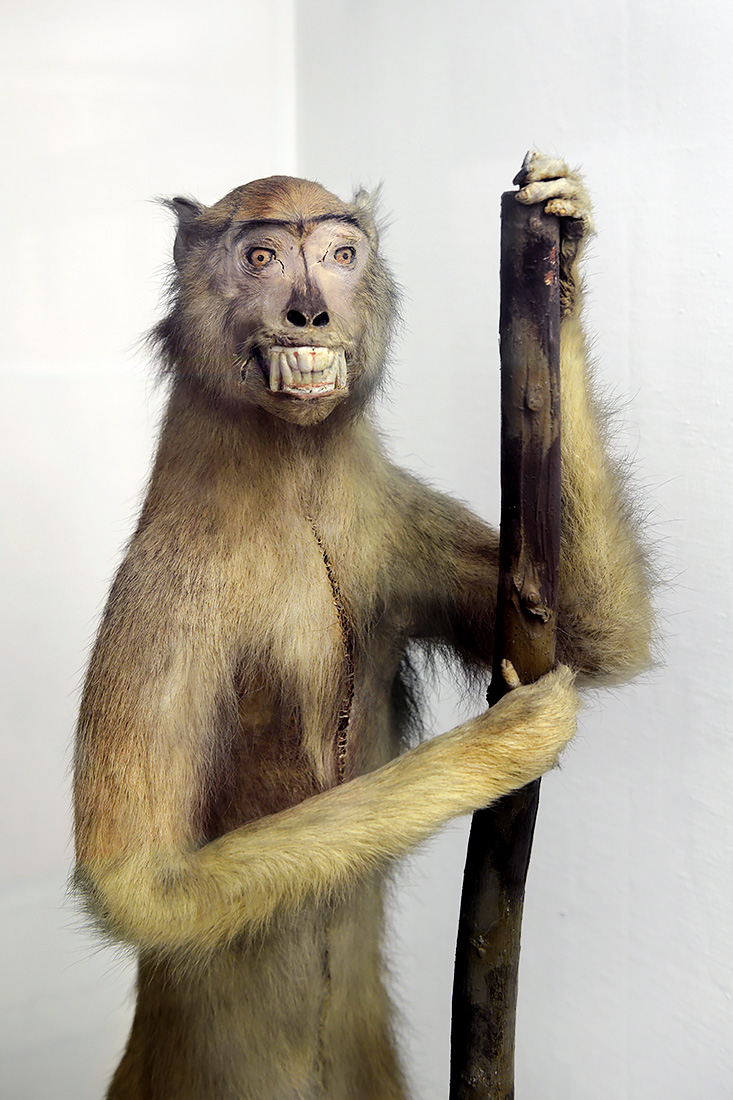 museo di zoologica bologna 8-2022 4513