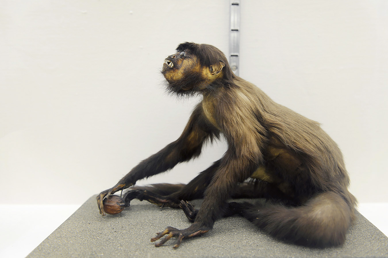 museo di zoologica bologna 8-2022 4531