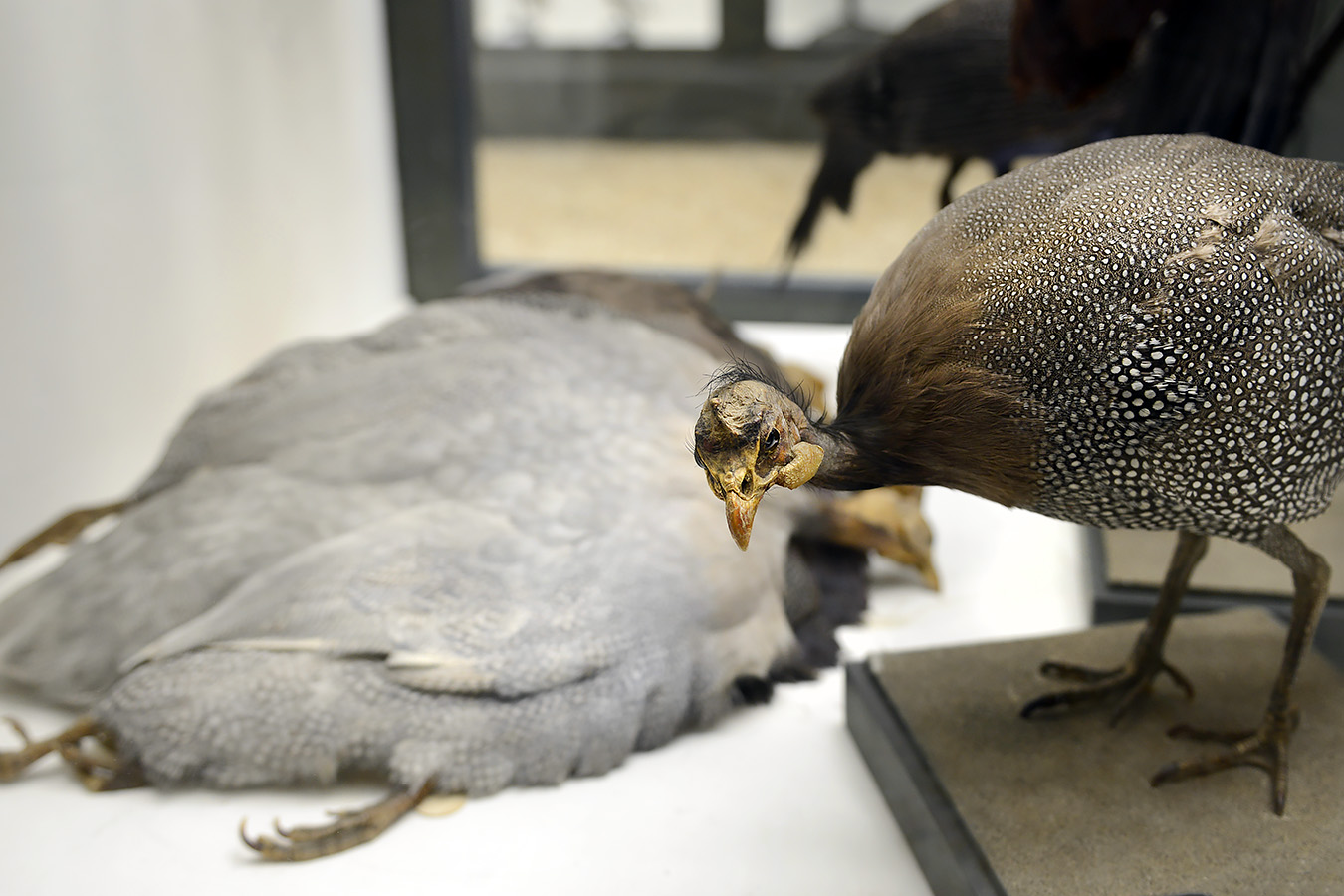 museo di zoologica bologna 8-2022 4576