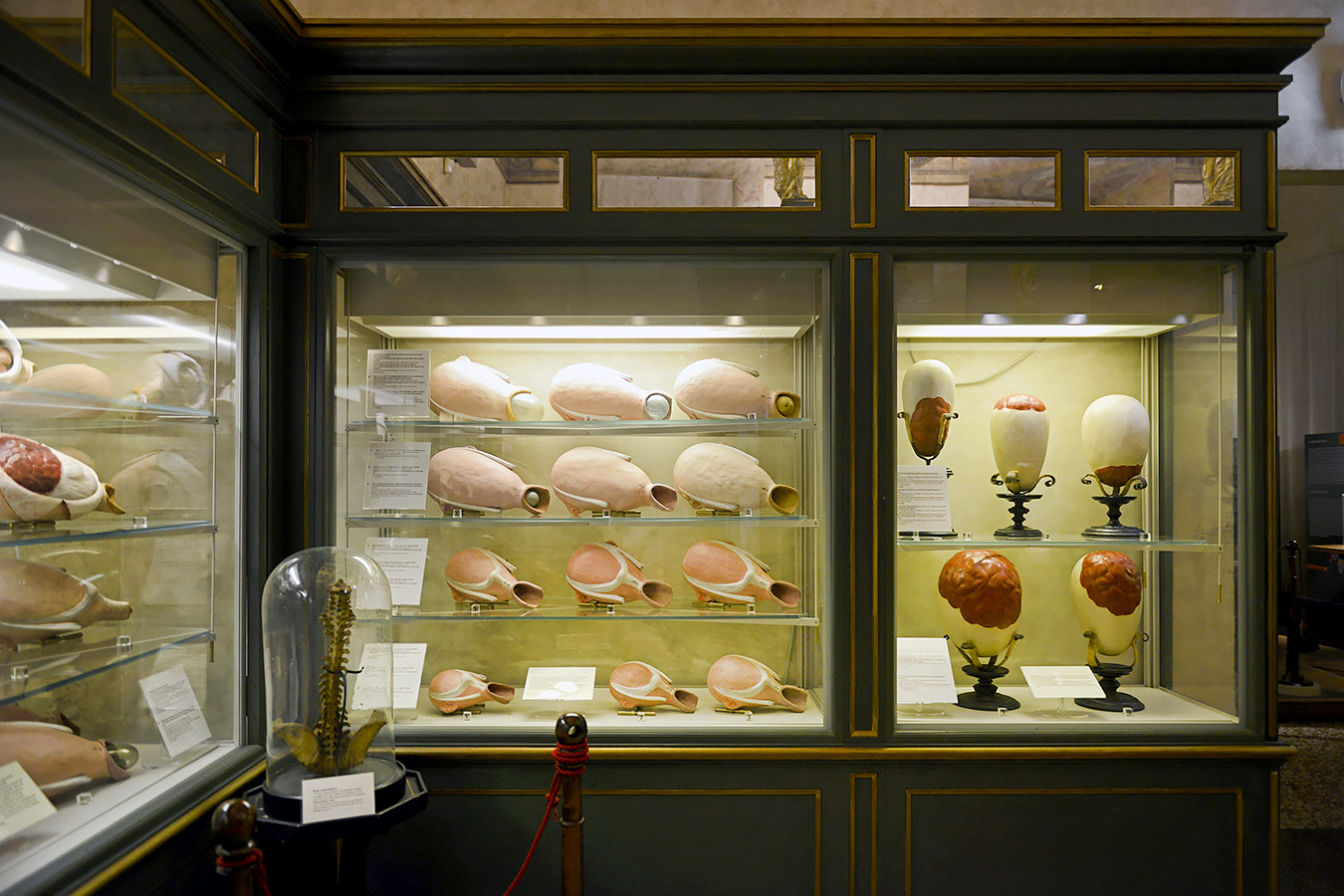 museo ostetrico giovan antonio galli bologna 8-2022 4039