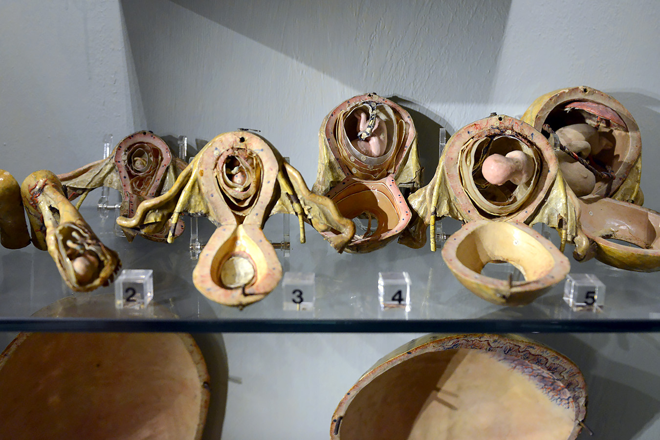 museo ostetrico giovan antonio galli bologna 8-2022 4165