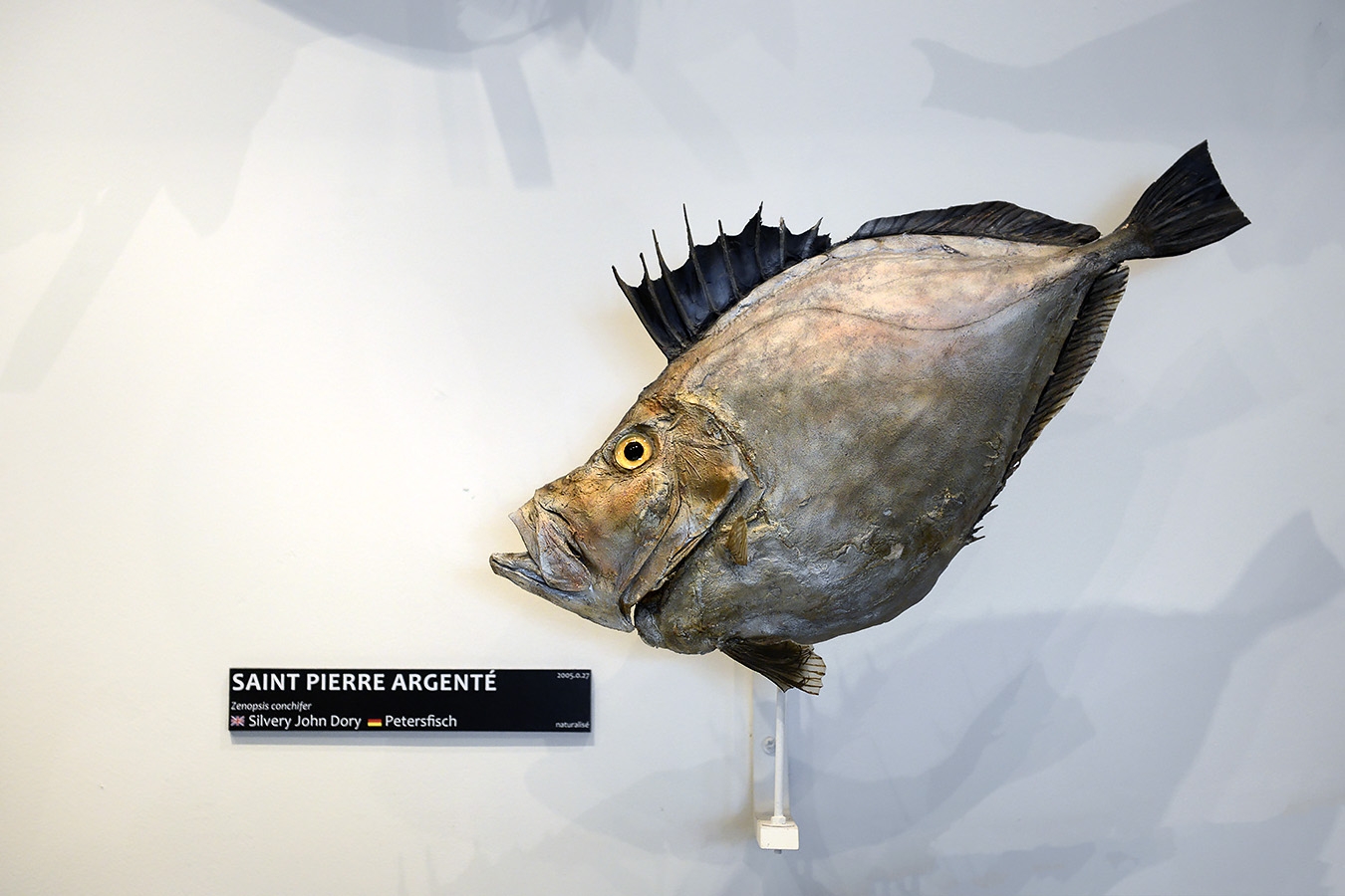 museum aquarium de nancy 8-2022 3850
