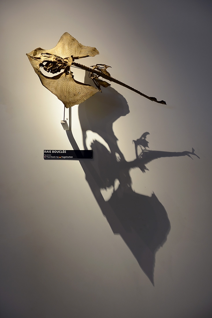 museum aquarium de nancy 8-2022 3854