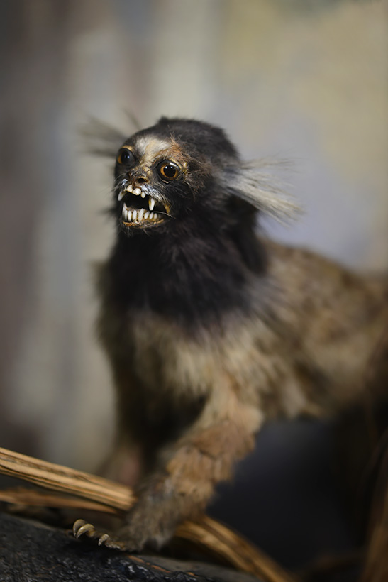 museum de histoire naturelle rouen 10-2021 0007