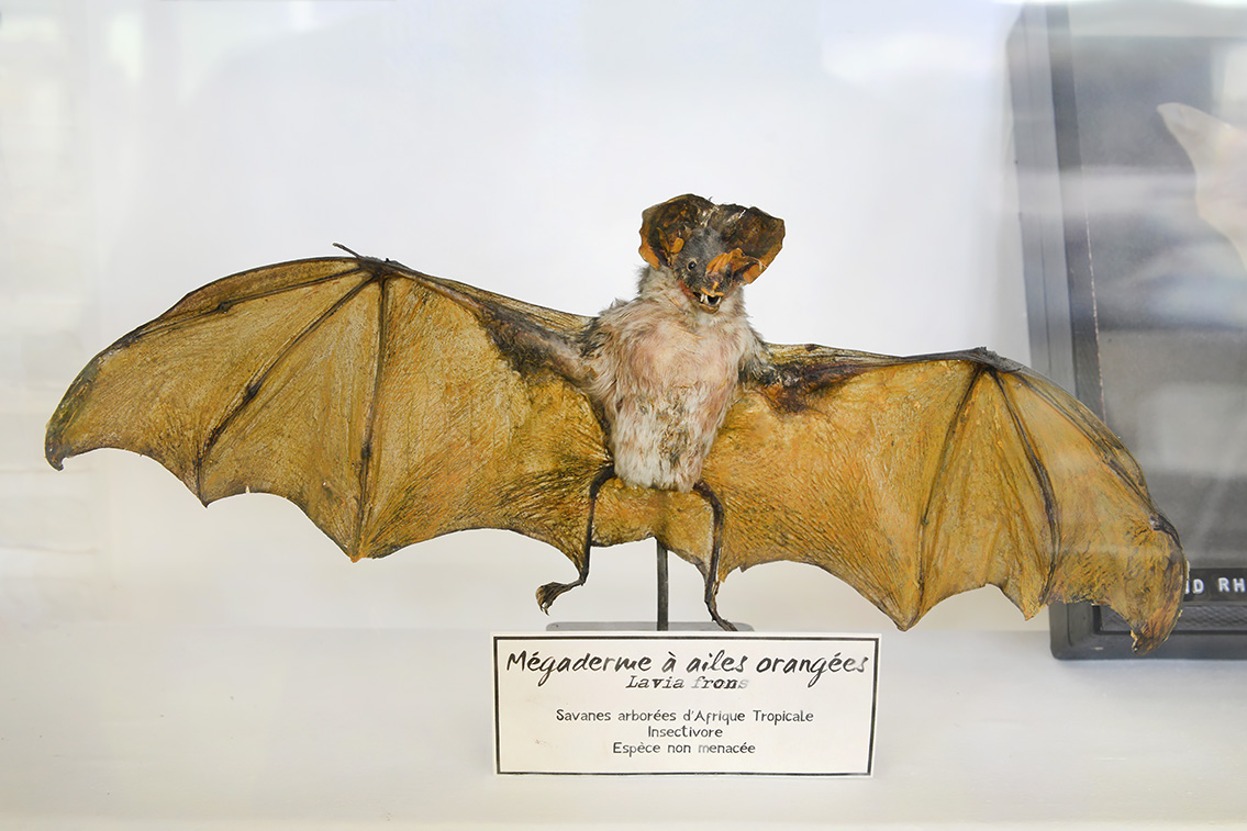 museum de histoire naturelle rouen 10-2021 0152
