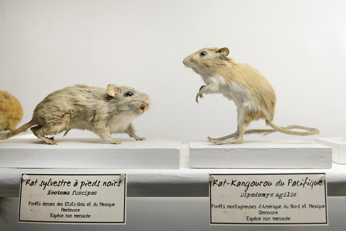 museum de histoire naturelle rouen 10-2021 0160