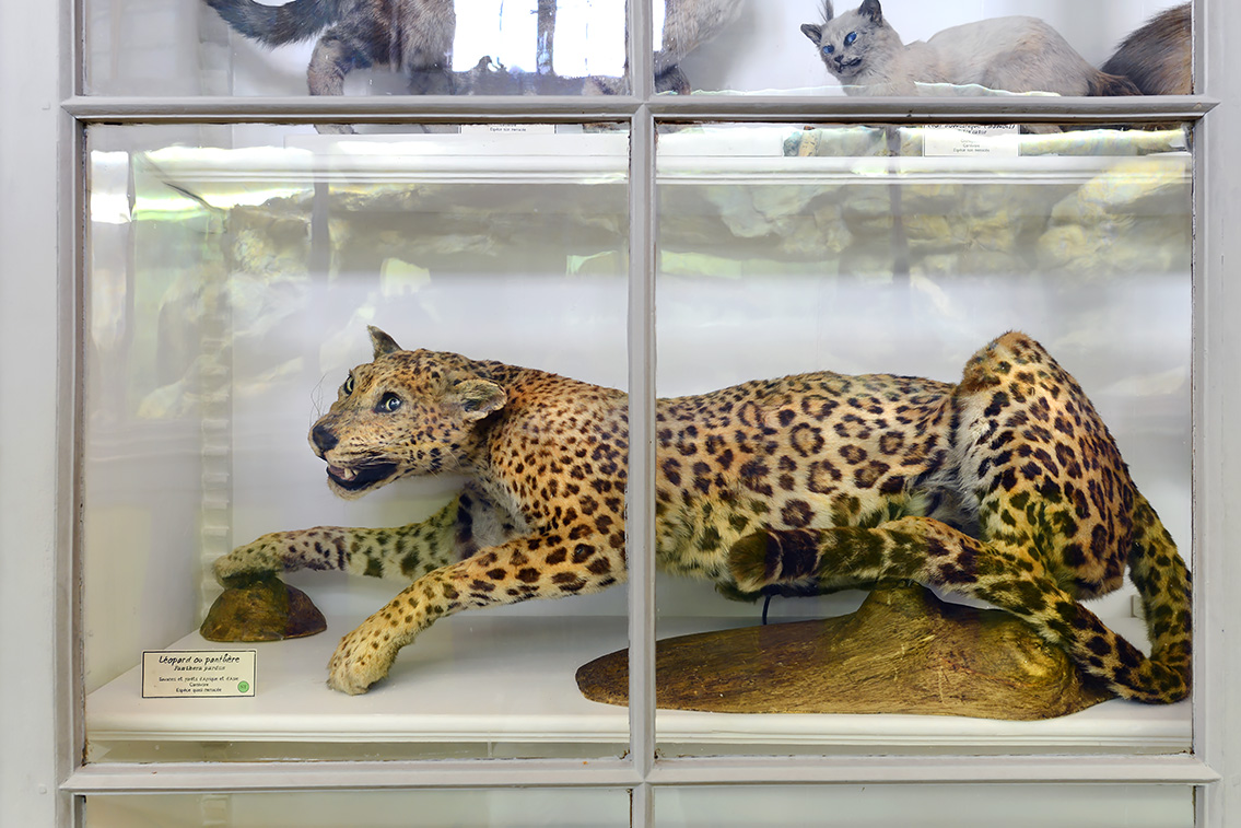 museum de histoire naturelle rouen 10-2021 9994