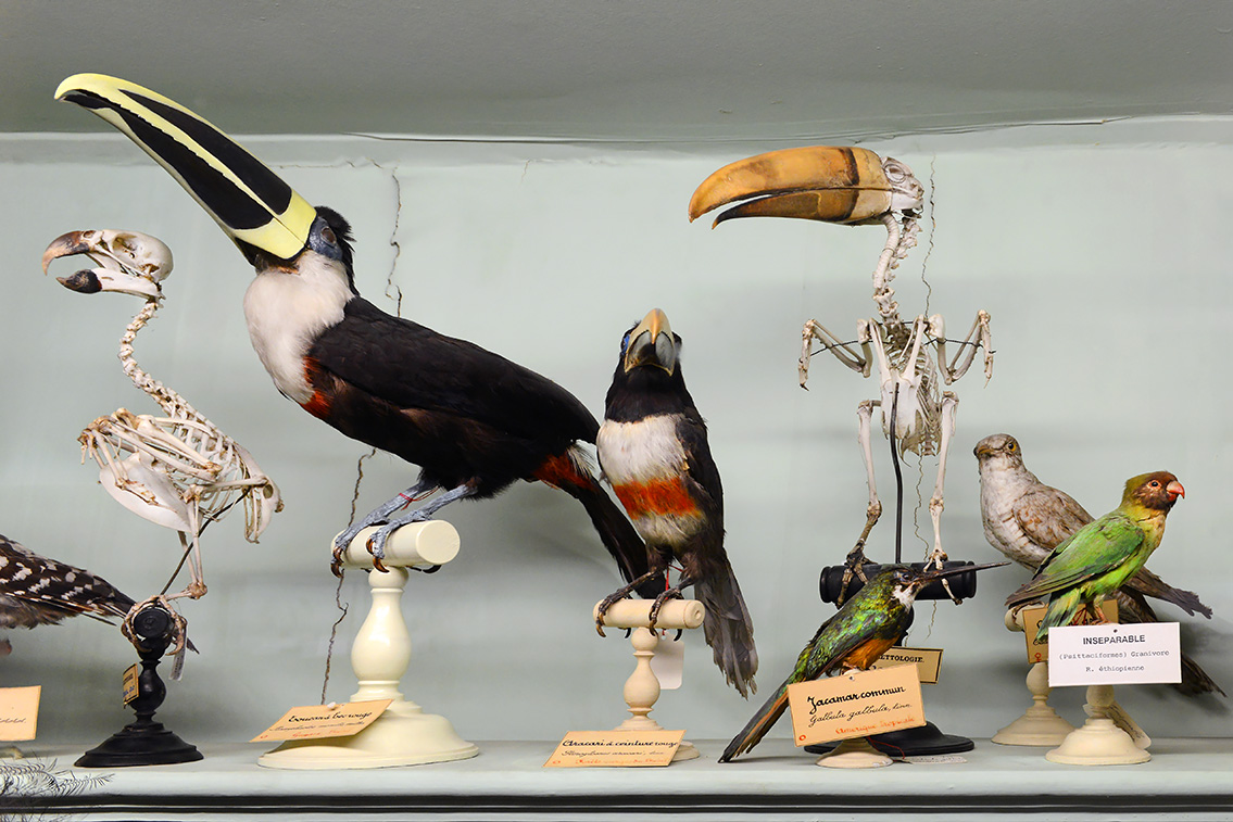 museum de histoire naturelle rouen 8-2021 9390