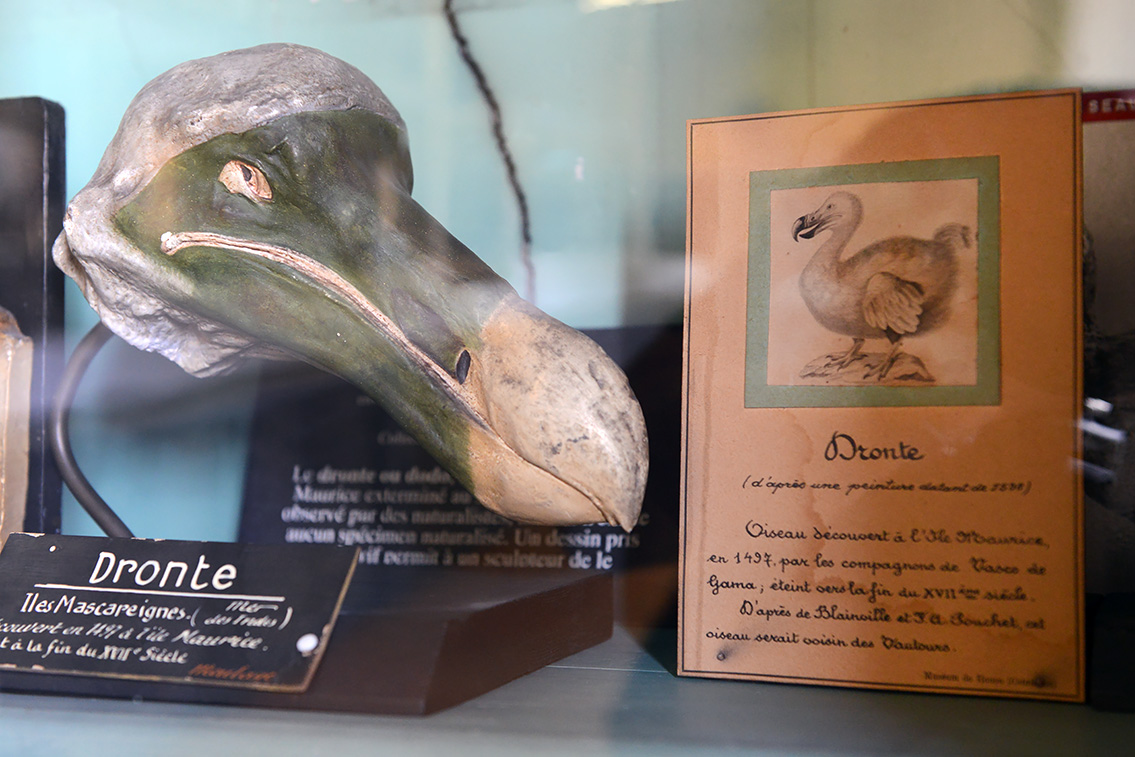 museum de histoire naturelle rouen 8-2021 9440