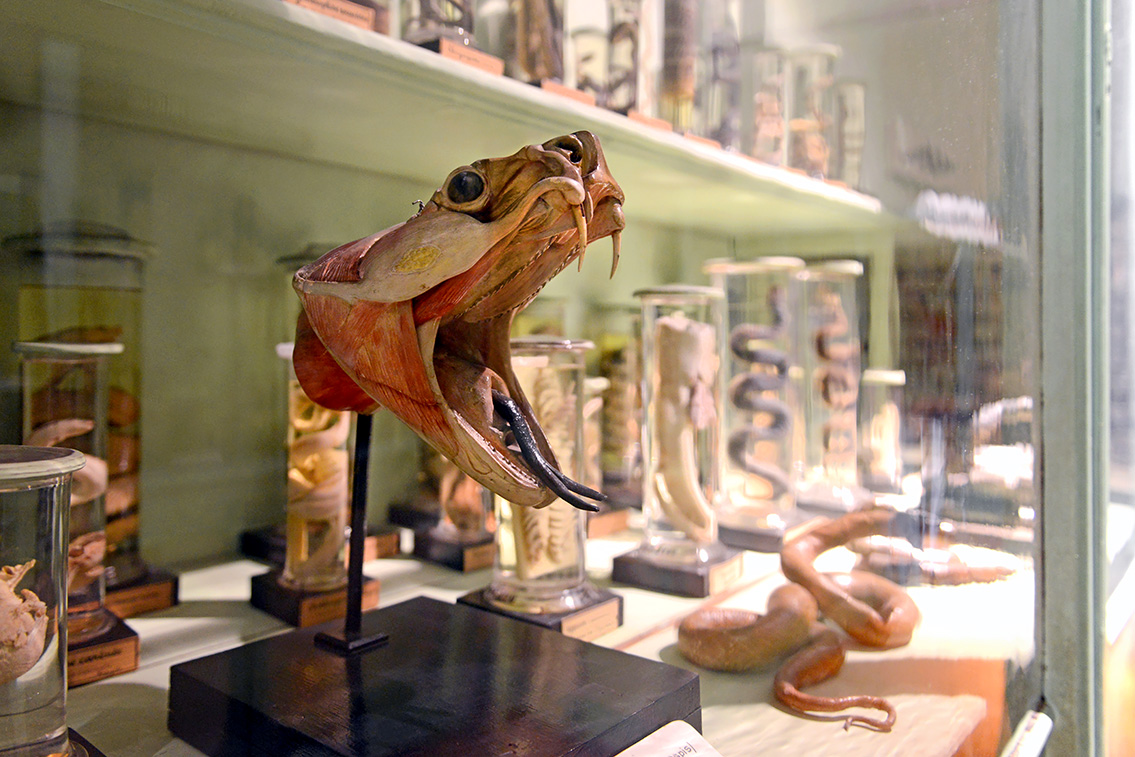 museum de histoire naturelle rouen 8-2021 9451