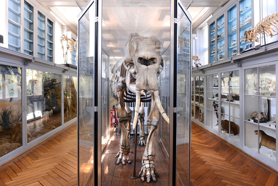 museum de histoire naturelle rouen 8-2021 9479