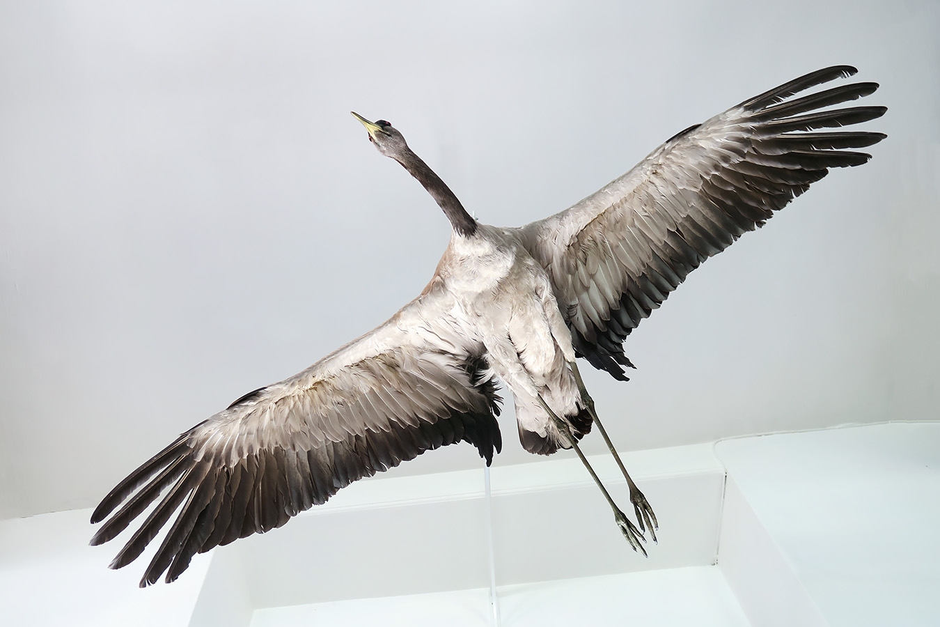 museum de histoire naturelle troyes 8-2025 2755