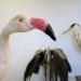 museum de histoire naturelle troyes 8-2025 2757