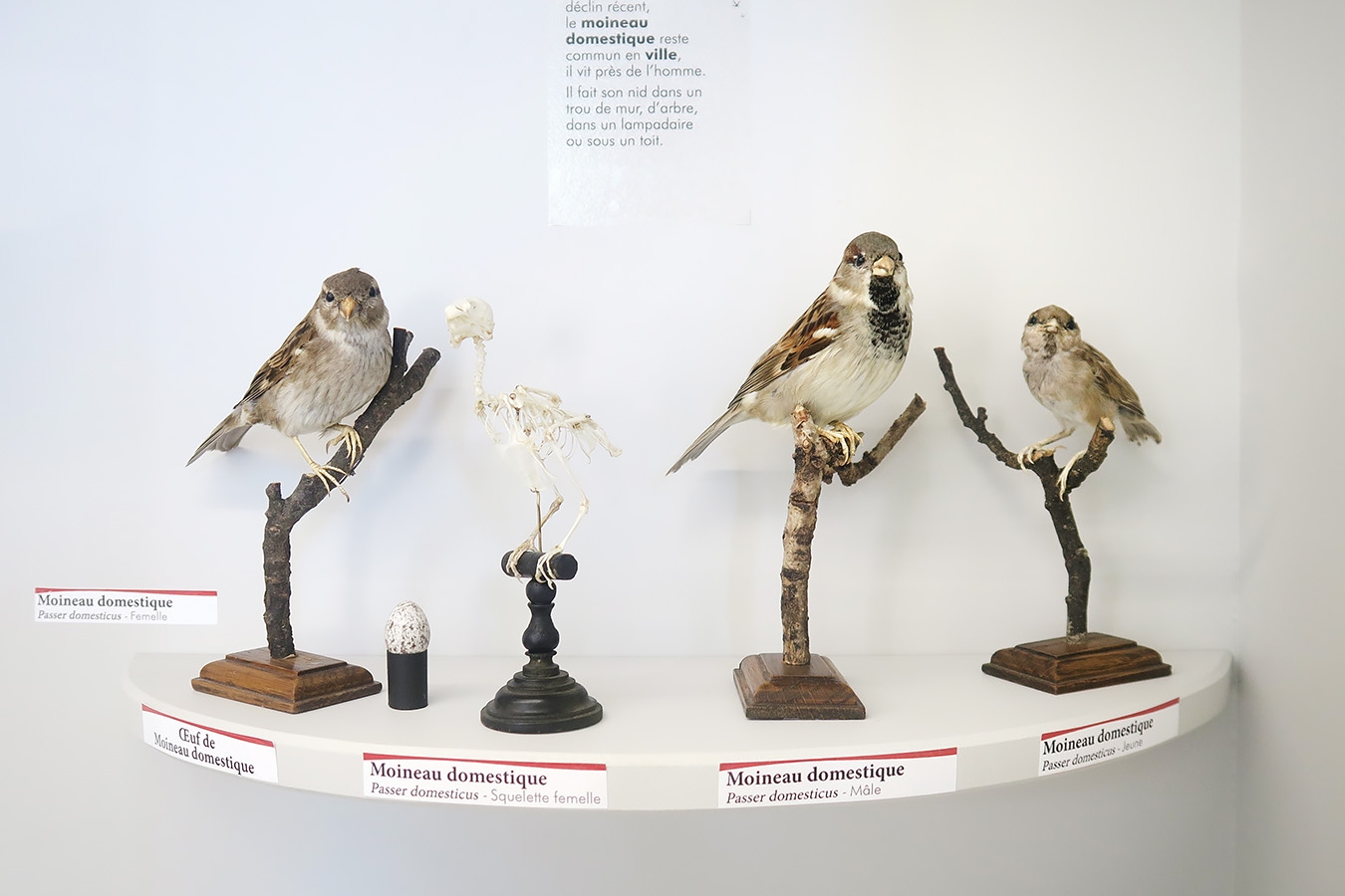 museum de histoire naturelle troyes 8-2025 2765